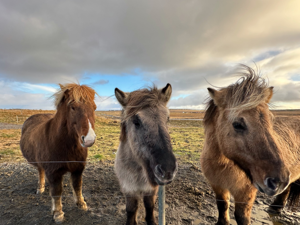 Icelandic horses on the Golden Circle